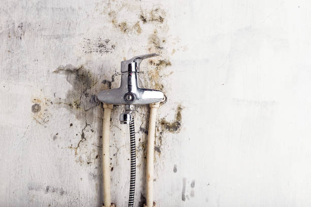 Best Office Mold Removal Services  in Elkins, WV