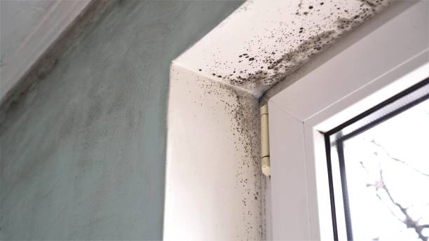 Best Affordable Mold Removal  in Elkins, WV