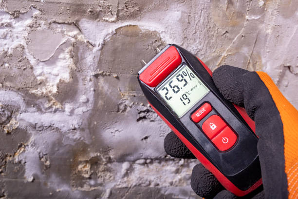 Best Mold Inspection  in Elkins, WV