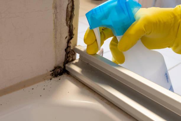 Best Same-Day Mold Removal  in Elkins, WV