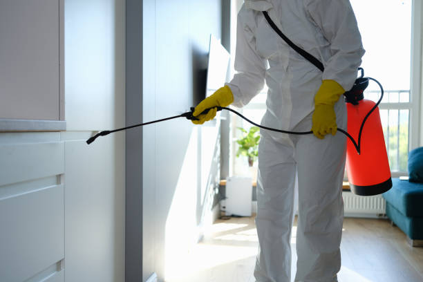 Best Mold Cleaning Services  in Elkins, WV